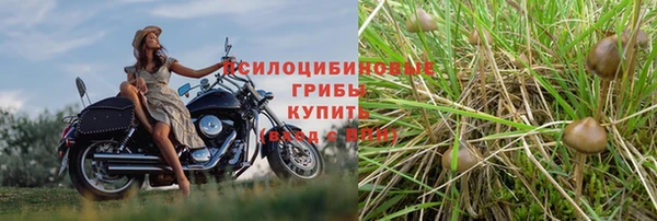прущие грибы Слюдянка